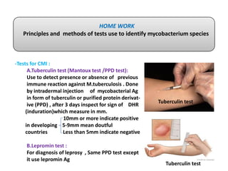 -Tests for CMI :
A.Tuberculin test (Mantoux test /PPD test):
Use to detect presence or absence of previous
immune reaction against M.tuberculosis . Done
HOME WORK
Principles and methods of tests use to identify mycobacterium species
immune reaction against M.tuberculosis . Done
by intradermal injection of mycobacterial Ag
in form of tuberculin or purified protein derivat-
ive (PPD) , after 3 days inspect for sign of DHR
(induration)which measure in mm.
10mm or more indicate positive
in developing 5-9mm mean doutful
countries Less than 5mm indicate negative
B.Lepromin test :
For diagnosis of leprosy , Same PPD test except
it use lepromin Ag
Tuberculin test
Tuberculin test
 