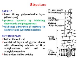 Structure
CAPSULE
loose fitting polysaccharide layer
(slime layer)
protects bacteria by inhibiting
chemotaxis and phagocytosis
facilitates adherence of bacteria to
catheters and synthetic materials
PEPTIDOGLYCAN
half of the cell wall
consist of layers of glycan chains
with alternating subunits of N –
acetylmuramic acid and N-
acetylglucosamine
has endotoxin like activity
 