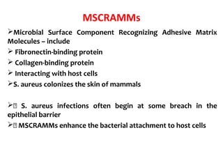 MSCRAMMs
Microbial Surface Component Recognizing Adhesive Matrix
Molecules – include
 Fibronectin-binding protein
 Collagen-binding protein
 Interacting with host cells
S. aureus colonizes the skin of mammals
 S. aureus infections often begin at some breach in the
epithelial barrier
 MSCRAMMs enhance the bacterial attachment to host cells
 