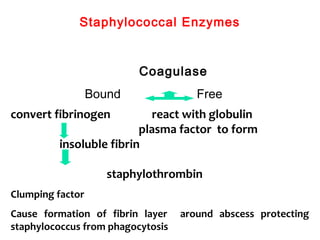 Staphylococcal Enzymes
convert fibrinogen react with globulin
plasma factor to form
insoluble fibrin
staphylothrombin
Clumping factor
Cause formation of fibrin layer around abscess protecting
staphylococcus from phagocytosis
Coagulase
Bound Free
 