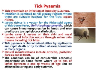 Tick Pyaemia
Tick pyaemia is an infection of lambs by S. aureus.
Infection is confined to hill grazing regions where
there are suitable habitats for the ticks Ixodes
ricinus.
Ixodes ricinus is a vector for the Rickettsial agent
of tick-borne fever, Ehrlichia phagocytophila, which
can cause immunosuppression in lambs and may
predispose to staphylococcal infection.
Lambs carry S. aureus on their skin and nasal
mucosa and infection occurs through minor skin
trauma including tick bites.
Tick pyaemia is characterized either by septicemia
and rapid death or by localized abscess formation
in many organs.
Clinical manifestations include arthritis, posterior
paresis and ill thrift.
The condition can be of considerable economic
importance on some farms where up to 30% of
lambs between 2 and 10 weeks of age can be
affected in spring and early summer.
 