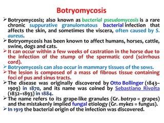 Botryomycosis
Botryomycosis; also known as bacterial pseudomycosis is a rare
chronic suppurative granulomatous bacterial infection that
affects the skin, and sometimes the viscera, often caused by S.
aureus.
Botryomycosis has been known to affect humans, horses, cattle,
swine, dogs and cats.
It can occur within a few weeks of castration in the horse due to
the infection of the stump of the spermatic cord (scirrhous
cord).
Botryomycosis can also occur in mammary tissues of the sows.
The lesion is composed of a mass of fibrous tissue containing
foci of pus and sinus tracts.
The disease was originally discovered by Otto Bollinger (1843–
1909) in 1870, and its name was coined by Sebastiano Rivolta
(1832–1893) in 1884.
The name refers to its grape-like granules (Gr. botryo = grapes)
and the mistakenly implied fungal etiology (Gr. mykes = fungus).
In 1919 the bacterial origin of the infection was discovered.
 