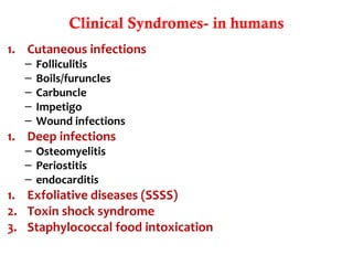 Clinical Syndromes- in humans
1. Cutaneous infections
– Folliculitis
– Boils/furuncles
– Carbuncle
– Impetigo
– Wound infections
1. Deep infections
– Osteomyelitis
– Periostitis
– endocarditis
1. Exfoliative diseases (SSSS)
2. Toxin shock syndrome
3. Staphylococcal food intoxication
 