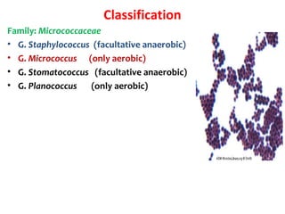 Classification
Family: Micrococcaceae
• G. Staphylococcus (facultative anaerobic)
• G. Micrococcus (only aerobic)
• G. Stomatococcus (facultative anaerobic)
• G. Planococcus (only aerobic)
 
