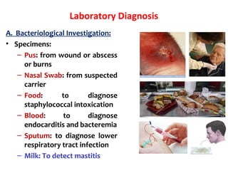 Laboratory Diagnosis
A. Bacteriological Investigation:
• Specimens:
– Pus: from wound or abscess
or burns
– Nasal Swab: from suspected
carrier
– Food: to diagnose
staphylococcal intoxication
– Blood: to diagnose
endocarditis and bacteremia
– Sputum: to diagnose lower
respiratory tract infection
– Milk: To detect mastitis
 