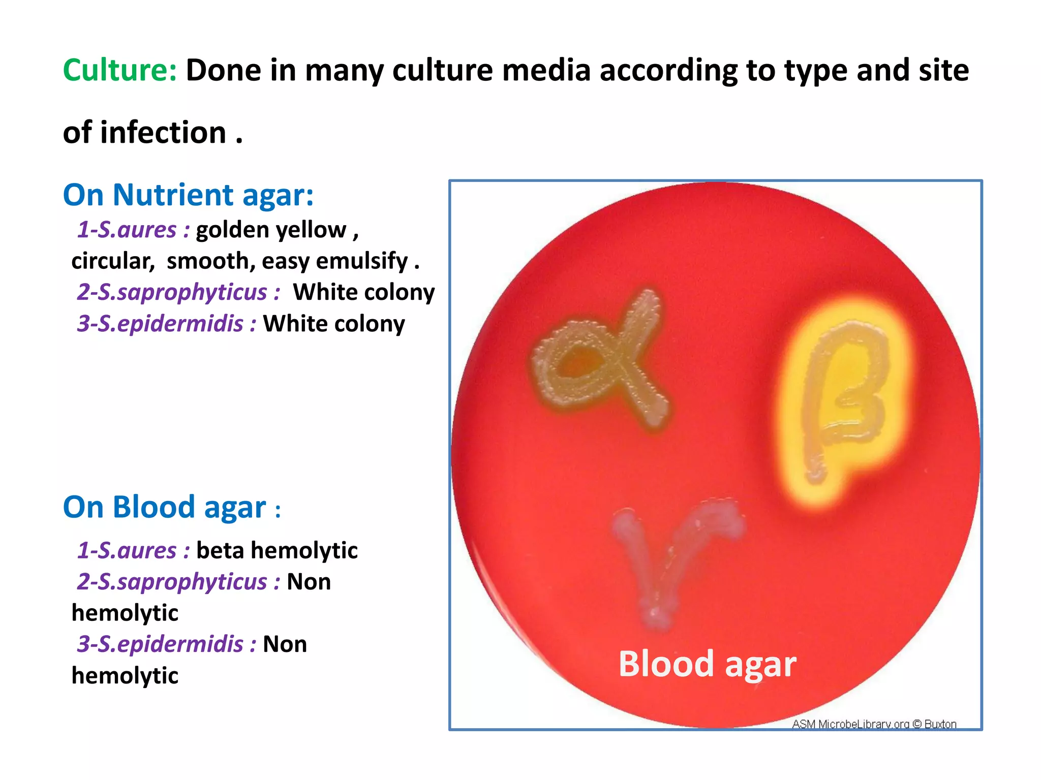 Culture: Done in many culture media according to type and site
of infection .
On Nutrient agar:
1-S.aures : golden yellow ,
circular, smooth, easy emulsify .
2-S.saprophyticus : White colony
3-S.epidermidis : White colony
On Blood agar :
1-S.aures : beta hemolytic
2-S.saprophyticus : Non
hemolytic
3-S.epidermidis : Non
hemolytic Blood agar
 