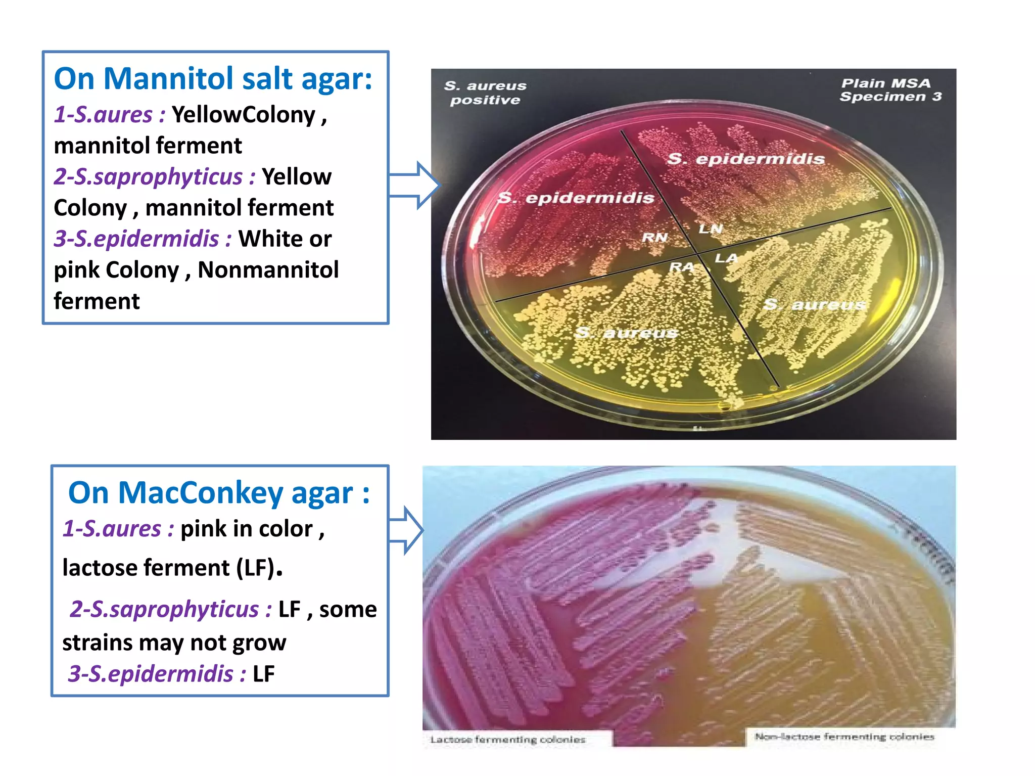 On Mannitol salt agar:
1-S.aures : YellowColony ,
mannitol ferment
2-S.saprophyticus : Yellow
Colony , mannitol ferment
3-S.epidermidis : White or
pink Colony , Nonmannitol
ferment
On MacConkey agar :
1-S.aures : pink in color ,
lactose ferment (LF).
2-S.saprophyticus : LF , some
strains may not grow
3-S.epidermidis : LF
 