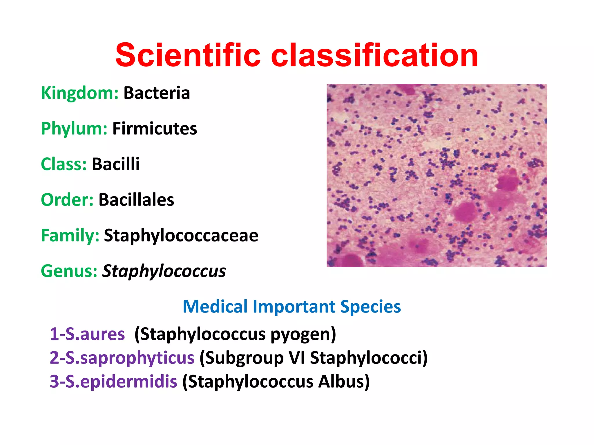 Scientific classification
Kingdom: Bacteria
Phylum: Firmicutes
Class: Bacilli
Order: Bacillales
Family: Staphylococcaceae
Genus: Staphylococcus
Medical Important Species
1-S.aures (Staphylococcus pyogen)
2-S.saprophyticus (Subgroup VI Staphylococci)
3-S.epidermidis (Staphylococcus Albus)
 