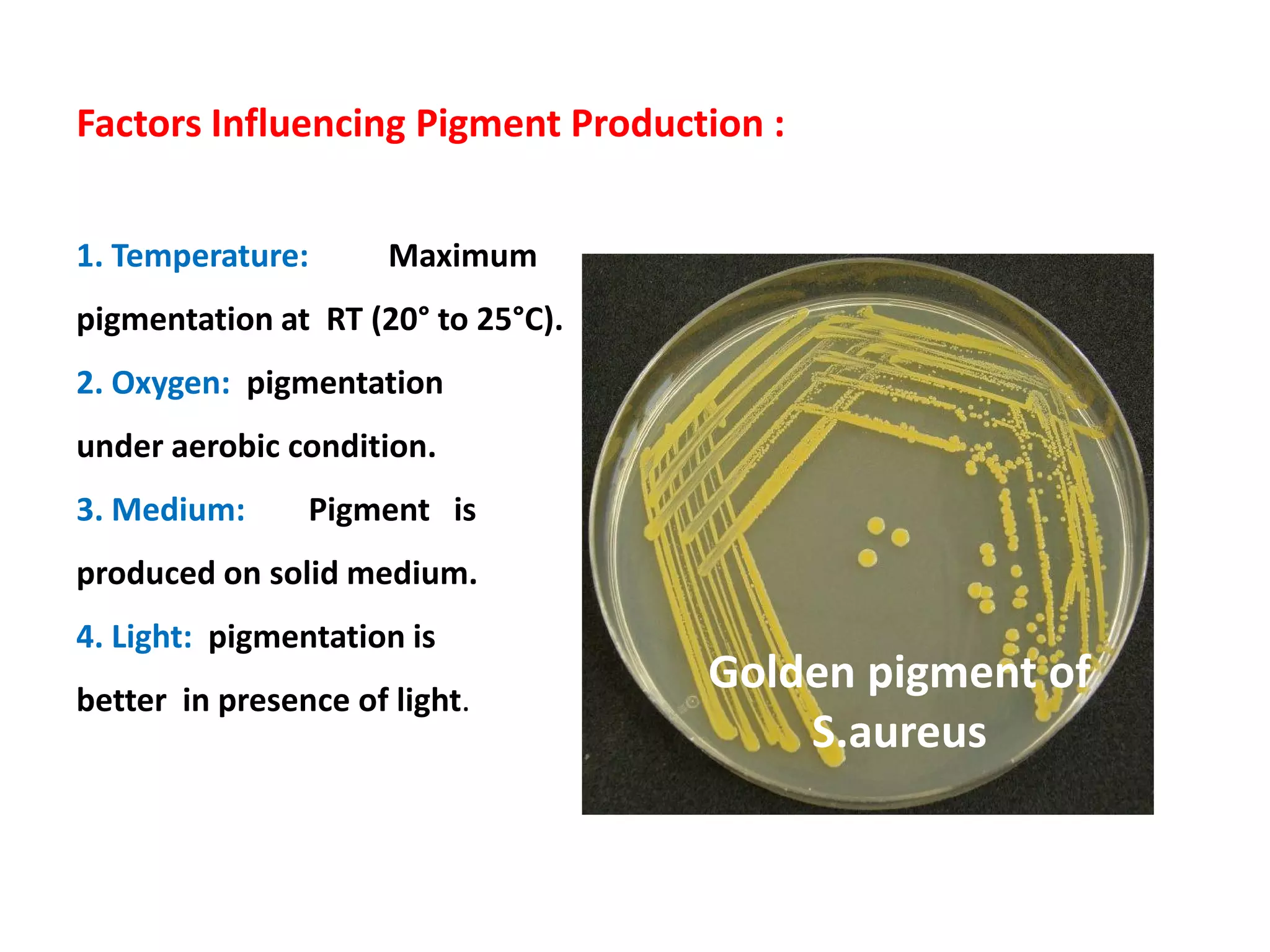 Factors Influencing Pigment Production :
1. Temperature: Maximum
pigmentation at RT (20° to 25°C).
2. Oxygen: pigmentation
under aerobic condition.
3. Medium: Pigment is
produced on solid medium.
4. Light: pigmentation is
better in presence of light.
Golden pigment of
S.aureus
 