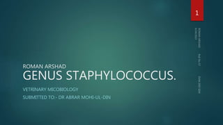 ROMAN ARSHAD
GENUS STAPHYLOCOCCUS.
VETRINARY MICOBIOLOGY
SUBMITTED TO:- DR ABRAR MOHI-UL-DIN
1
 