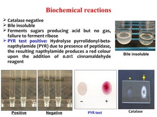 Biochemical reactions
 Catalase negative
 Bile insoluble
 Ferments  sugars  producing  acid  but  no  gas, 
faliure to ferment ribose
 PYR  test  positive:  Hydrolyse  pyrrolidonyl-beta-
napthylamide (PYR) due to presence of peptidase, 
the resulting napthylamide produces a red colour 
upon  the  addition  of  0.01%  cinnamaldehyde 
reagent
Bile insoluble
Positive Negative PYR test  Catalase
 