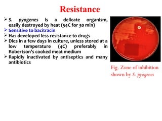 Resistance
 S. pyogenes is  a  delicate  organism,
easily destroyed by heat (54C for 30 min)
 Sensitive to bacitracin
 Has developed less resistance to drugs
 Dies in a few days in culture, unless stored at a 
low  temperature  (4C)  preferably  in 
Robertson’s cooked meat medium
 Rapidly  inactivated  by  antiseptics  and  many 
antibiotics
Fig. Zone of inhibition
shown by S. pyogenes
 