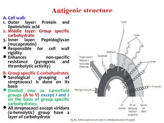 Antigenic structure
A. Cell wall: 
1. Outer  layer:  Protein  and 
lipoteichoic acid
2. Middle  layer:  Group  specific 
carbohydrate
3. Inner  layer:  Peptidoglycan 
(mucoprotein)
Responsible  for  cell  wall 
rigidity
Enhances  non-specific 
resistance  (pyrogenic  and 
thrombolytic activity)
B. Group specific C-carbohydrates
Serological  grouping  of 
streptococci  is  done  on  its 
basis
Divided  into  20  Lancefield 
groups (A to V) except I and J 
on  the  basis  of  group  specific 
carbohydrates.
All streptococci except viridans 
(α-hemolytic)  group  have  a 
layer of carbohydrate
 