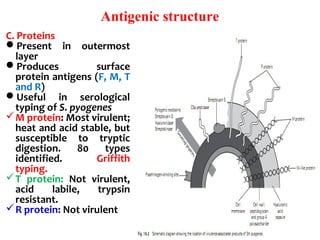 C. Proteins
Present  in  outermost 
layer
Produces  surface 
protein antigens (F, M, T 
and R) 
Useful  in  serological 
typing of S. pyogenes
M protein: Most virulent; 
heat and acid stable, but 
susceptible  to  tryptic 
digestion.  80  types 
identified.  Griffith 
typing.
T  protein:  Not  virulent, 
acid  labile,  trypsin 
resistant. 
R protein: Not virulent
Antigenic structure
 