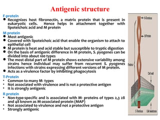 Antigenic structure
F-protein
 Recognizes  host  fibronectin,  a  matrix  protein  that  is  present  in 
eukaryotic  cells.    Hence  helps  in  attachment  together  with 
lipoteichoic acid and M protein
M protein 
 Most antigenic
 Covered with lipoteichoic acid that enable the organism to attach to 
epithelial cell
 M protein is heat and acid stable but susceptible to tryptic digestion
 On the basis of antigenic difference in M protein, S. pyogenes can be 
divided into about 100 types
 The most distal part of M protein shows extensive variability among 
strains  hence  individual  may  suffer  from  recurrent  S. pyogenes
infections with strains expressing different versions of M protein.
 Acts as a virulence factor by inhibiting phagocytosis
T-Protein
• Common to many M- types 
• Not associated with virulence and is not a protective antigen
• It is strongly antigenic
R protein
• Non-type-specific and is associated with M- proteins of types 2,3 28 
and 48 known as M-associated protein (MAP)
• Not associated to virulence and not a protective antigen
• Strongly antigenic
 