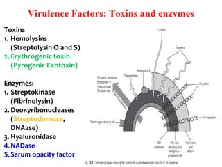 Virulence Factors: Toxins and enzymes
Toxins
1. Hemolysins 
(Streptolysin O and S)
2. Erythrogenic toxin 
(Pyrogenic Exotoxin)
Enzymes:
1. Streptokinase 
(Fibrinolysin)
2. Deoxyribonucleases 
(Streptodornase, 
DNAase)
3. Hyaluronidase 
4.NADase
5.Serum opacity factor
 