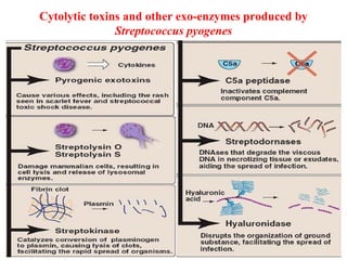 Cytolytic toxins and other exo-enzymes produced by
Streptococcus pyogenes
 