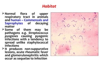 Habitat
Normal  flora  of  upper 
respiratory  tract  in  animals 
and human – Commensals and 
Saprophytes  of  decaying 
matter
Some  of  them  may  be 
pathogens  e.g.  Streptococcus
pyogenes causing  pyogenic 
infections with a tendency to 
spread  unlike  staphylococcal 
infections
It  produces  non-suppurative 
lesions, acute rheumatic fever 
and glomerulonephritis which 
occur as sequelae to infection 
 