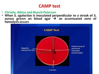 CAMP test
• Christie, Atkins and Munch-Peterson
• When S. agalactiae is inoculated perpendicular to a streak of S.
aureus grown on blood agar  an accentuated zone of
hemolysis occurs
 