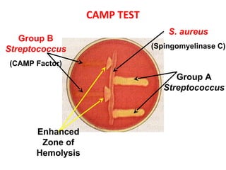 CAMP TEST
S. aureus
(Spingomyelinase C)
Group B
Streptococcus
(CAMP Factor)
Group A
Streptococcus
Enhanced
Zone of
Hemolysis
 