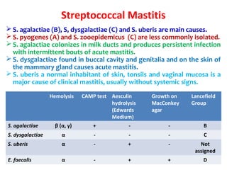 Streptococcal Mastitis
 S. agalactiae (B), S, dysgalactiae (C) and S. uberis are main causes.
 S. pyogenes (A) and S. zooepidemicus (C) are less commonly isolated.
 S. agalactiae colonizes in milk ducts and produces persistent infection
with intermittent bouts of acute mastitis.
 S. dysgalactiae found in buccal cavity and genitalia and on the skin of
the mammary gland causes acute mastitis.
 S. uberis a normal inhabitant of skin, tonsils and vaginal mucosa is a
major cause of clinical mastitis, usually without systemic signs.
Hemolysis CAMP test Aesculin
hydrolysis
(Edwards
Medium)
Growth on
MacConkey
agar
Lancefield
Group
S. agalactiae β (α, γ) + - - B
S. dysgalactiae α - - - C
S. uberis α - + - Not
assigned
E. faecalis α - + + D
 