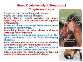 Group C beta hemolytic Streptococci
Streptococcus equi
• S. equi ssp equi causes Stangles in Horses.
• Highly contagious disease of horses.
• Febrile disease (>1010
C) involving the upper
respiratory tract with abscessation of regional
lymph nodes.
• Horses of all ages are susceptible however, most
common in young horses.
• Assembling horses at sales, shows and races
increases risk of infection.
• Transmission is via purulent exudates from the
upper respiratory tract or from discharging
abscesses.
• A chronic convalescent carrier state can develop
with bacteria present in the guttural pouch.
• An atypical mild form where S. equi are present
in small purulent foci has been described.
• Infected animals may shed S. equi for at least 04
weeks after development of clinical signs.
 