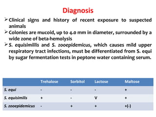 Diagnosis
Clinical signs and history of recent exposure to suspected
animals
Colonies are mucoid, up to 4.0 mm in diameter, surrounded by a
wide zone of beta-hemolysis
S. equisimillis and S. zooepidemicus, which causes mild upper
respiratory tract infections, must be differentiated from S. equi
by sugar fermentation tests in peptone water containing serum.
Trehalose Sorbitol Lactose Maltose
S. equi - - - +
S. equisimilis + - V +
S. zooepidemicus - + + +(-)
 
