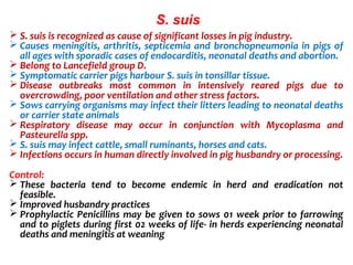  S. suis is recognized as cause of significant losses in pig industry.
 Causes meningitis, arthritis, septicemia and bronchopneumonia in pigs of
all ages with sporadic cases of endocarditis, neonatal deaths and abortion.
 Belong to Lancefield group D.
 Symptomatic carrier pigs harbour S. suis in tonsillar tissue.
 Disease outbreaks most common in intensively reared pigs due to
overcrowding, poor ventilation and other stress factors.
 Sows carrying organisms may infect their litters leading to neonatal deaths
or carrier state animals
 Respiratory disease may occur in conjunction with Mycoplasma and
Pasteurella spp.
 S. suis may infect cattle, small ruminants, horses and cats.
 Infections occurs in human directly involved in pig husbandry or processing.
Control:
 These bacteria tend to become endemic in herd and eradication not
feasible.
 Improved husbandry practices
 Prophylactic Penicillins may be given to sows 01 week prior to farrowing
and to piglets during first 02 weeks of life- in herds experiencing neonatal
deaths and meningitis at weaning
S. suis
 