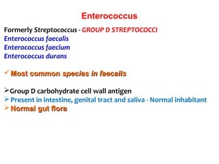 Formerly Streptococcus - GROUP D STREPTOCOCCI
Enterococcus faecalis
Enterococcus faecium
Enterococcus durans
Most commonMost common species in faecalisspecies in faecalis
Group D carbohydrate cell wall antigen
Present in intestine, genital tract and saliva - Normal inhabitant
Normal gut floraNormal gut flora
Enterococcus
 