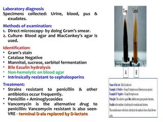 Laboratory diagnosis
Specimens collected: Urine, blood, pus &
exudates.
Methods of examination:
1. Direct microscopy- by doing Gram’s smear.
2. Culture- Blood agar and MacConkey’s agar is
used.
Identification:
• Gram’s stain
• Catalase Negative
• Mannitol, sucrose, sorbitol fermentation
• Bile Esculin hydrolysis
• Non-hemolytic on blood agar
• Intrinsically resistant to cephalosporins
Treatment:
• Strains resistant to penicillin & other
antibiotics occur frequently.
• Penicillin + Aminoglycosides
• Vancomycin is the alternative drug to
penicillin: Vancomycin resistant is also seen-
VRE - terminal D-ala replaced by D-lactateterminal D-ala replaced by D-lactate
 