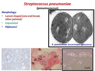 Streptococcus pneumoniae
(pneumococcus)
Morphology:
• Lancet shaped (one end broad,
other pointed)
• Capsulated
• Diplococci
S. pneumoniae: lancet-shaped diplococcus
 