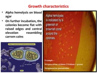 Growth characteristics
• Alpha hemolysis on blood
agar
• On further incubation, the
colonies become flat with
raised edges and central
elevation resembling
carrom coins
Example –
Streptococcus viridans (Viridans = green)
Streptococcus pneumoniae
 