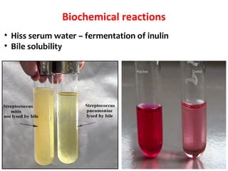 Biochemical reactions
• Hiss serum water – fermentation of inulin
• Bile solubility
 