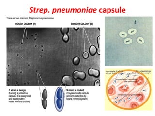 Strep. pneumoniae capsule
 