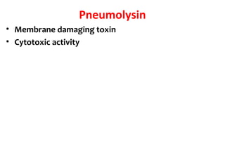Pneumolysin
• Membrane damaging toxin
• Cytotoxic activity
 