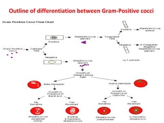 Outline of differentiation between Gram-Positive cocci
e.g. S. epidermidis
 