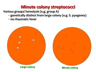 Minute colony streptococciMinute colony streptococci
Various groups/ hemolysis (e.g. group A)Various groups/ hemolysis (e.g. group A)
– genetically distinct from large colony (e.g. S. pyogenes)genetically distinct from large colony (e.g. S. pyogenes)
– no rheumatic feverno rheumatic fever
Large colonyLarge colony Minute colonyMinute colony
 