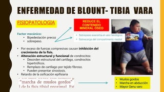 FISIOPATOLOGIA
ENFERMEDAD DE BLOUNT- TIBIA VARA
Factor mecánico:
• Bipedestación precoz
• sobrepeso.
• Por exceso de fuerzas compresivas causan inhibición del
crecimiento de la fisis.
• Alteración estructural y funcional de condrocitos:
• Desorden estructural del cartílago, condrocitos
hipertróficos.
• Remplazo de cartílago por tejido fibroso.
• Pueden presentar sinostosis.
• Retardo de la osificación epifisiaria
• Muslos gordos
• Marcha en abducción
• Mayor Genu varo
REDUCE EL
CONTENIDO
MINERAL ÓSEO
 