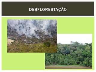 DESFLORESTAÇÃO