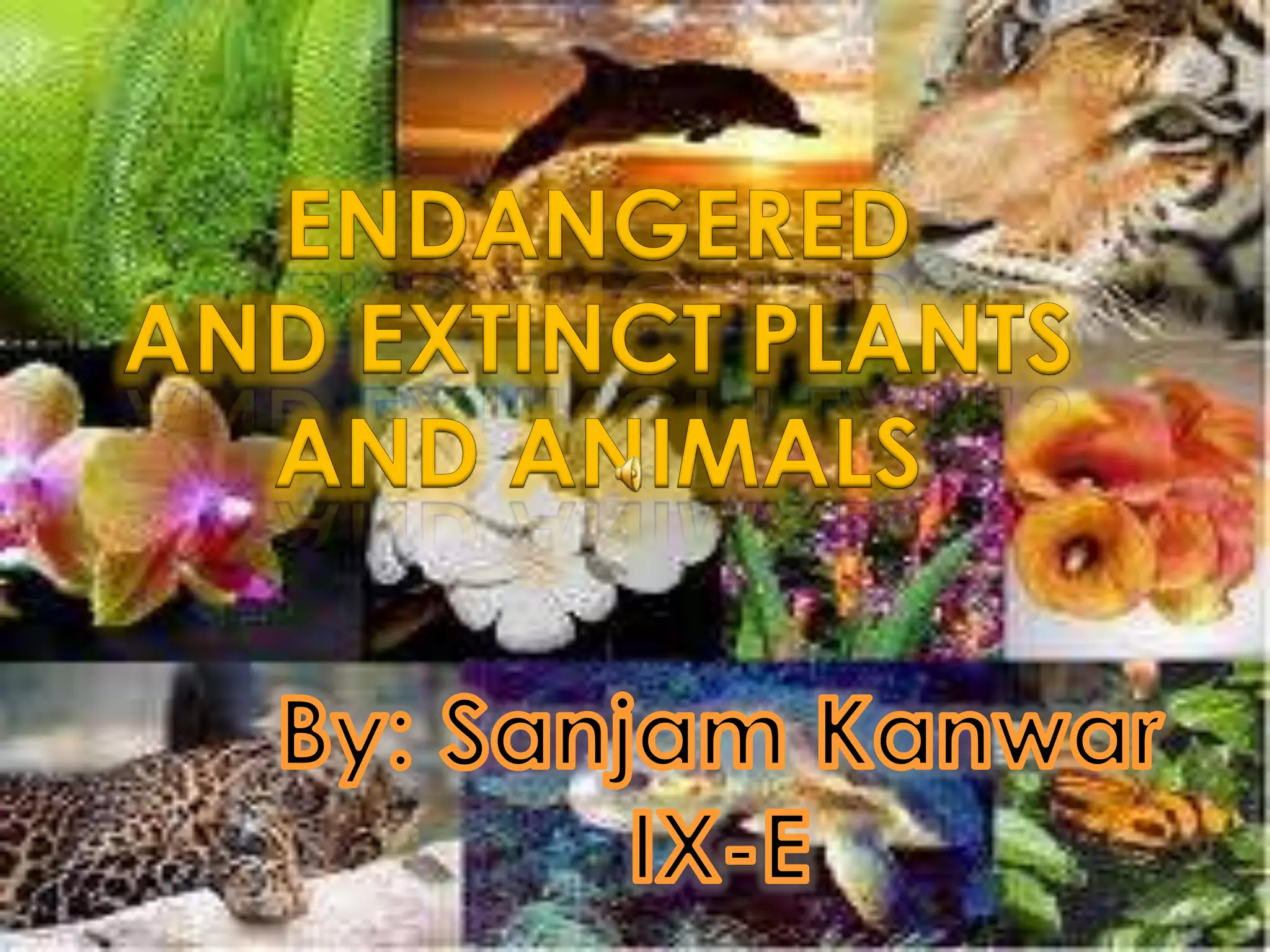 Endangered and Extinct Plants and Animals | PPTX
