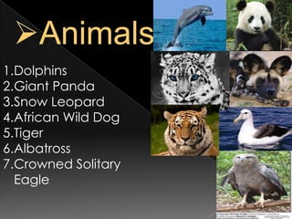 1.Dolphins
2.Giant Panda
3.Snow Leopard
4.African Wild Dog
5.Tiger
6.Albatross
7.Crowned Solitary
Eagle

 