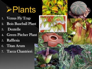1.

Venus Fly Trap
2. Bois Baseball Plant
3. Dentelle
4. Green Pitcher Plant
5. Rafflesia
6. Titan Arum
7. Tacca Chantrieri
1.

 
