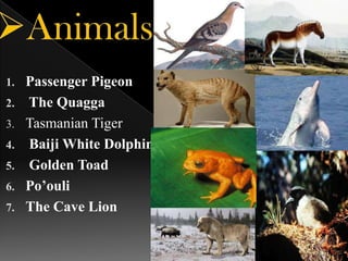 1.
2.
3.
4.
5.
6.
7.

Passenger Pigeon
The Quagga
Tasmanian Tiger
Baiji White Dolphin
Golden Toad
Po’ouli
The Cave Lion

 