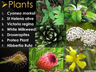 1.
2.
3.
4.
5.
6.
7.

Cyanea marksii
St Helena olive
Victoria regina
White Milkweed
Droserapites
Protea Plant
Hibbertia Rufa

 