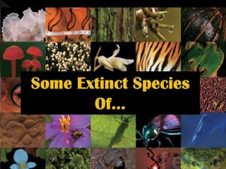 Endangered and Extinct Plants and Animals