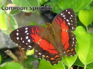 ppt on vulnerable species