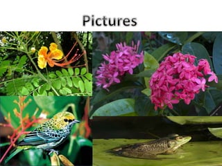 ppt on vulnerable species