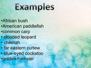 •African bush
•American paddlefish
•common carp
• clouded leopard
• cheetah
• far eastern curlew
• blue-eyed cockatoo
•golden hamster
 