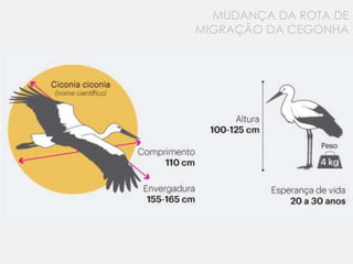 MUDANÇA DA ROTA DE
MIGRAÇÃO DA CEGONHA
 