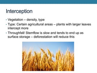 Interception In Geography AS Level Physical Geography - Hydrology and Fluvial Geomorphology | PPTX